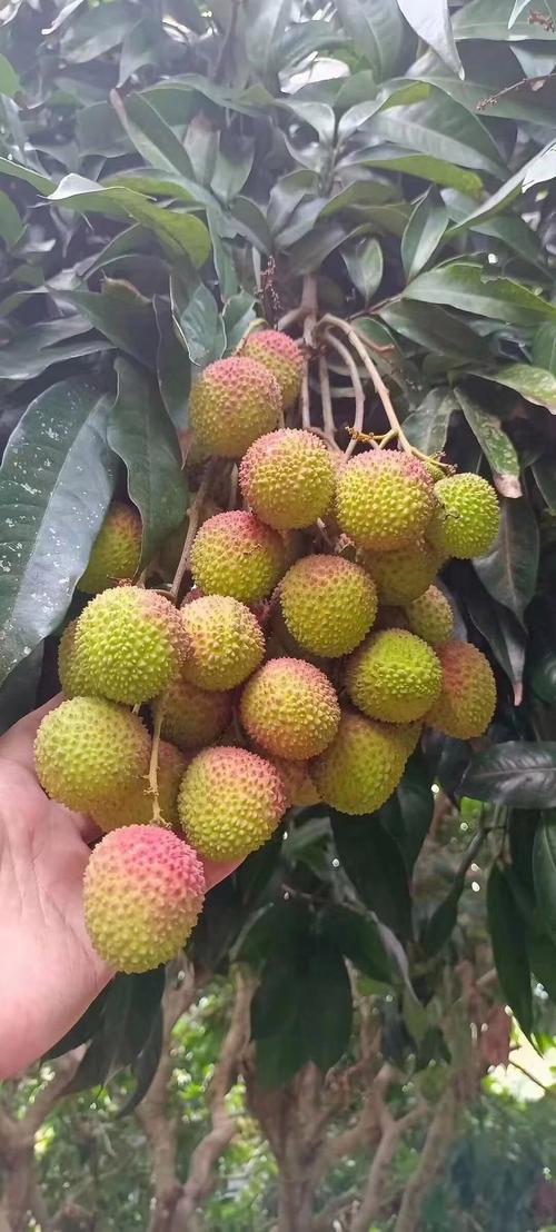 2025全年資料免費大全和拍800斤贵妃同款荔枝与贵妃荔枝拍卖多少钱一颗