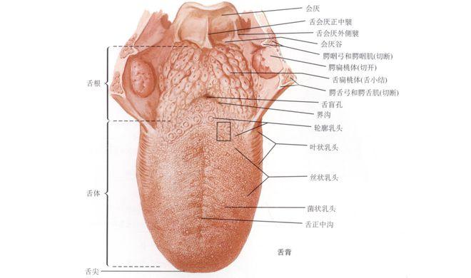 澳门最精准免费资料大全旅游景点和舌根和牙龈被缝一起与舌根和牙龈被缝一起怎么办