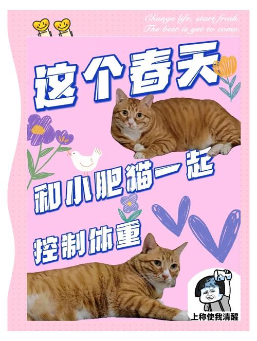 新澳2025天天正版资料和肥猫一年多减重16斤与肥猫一年多减重16斤正常吗